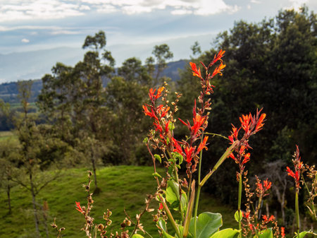 Red Indian shot plant fully flowered against the highlands landscape, captured in a farm in the eastern Andean mountains of central Colombia.の写真素材