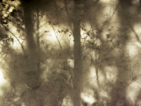 The light of the sunset casts the shadows of some trees on a concrete wall in a farm near the colonial town of Villa de Leyva in central Colombia.の写真素材