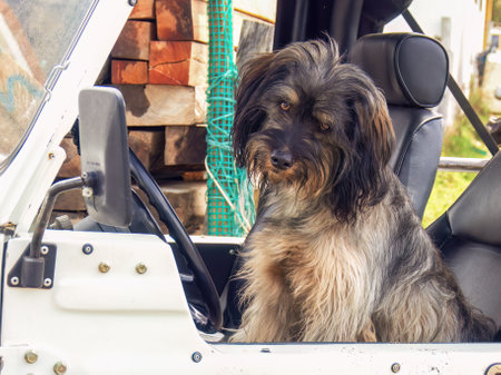A cute hairy mongrel dog sitting at the driver seat of a car looks some kind of bored, captured in the colonial town of Villa de Leyva in central Colombia.の写真素材