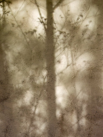 The light of the sunset casts the shadows of some trees on a concrete wall in a farm near the colonial town of Villa de Leyva in central Colombia.の写真素材