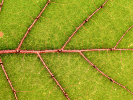 Macro photography of the veins and thorns of a solanum quitoense leaf, captured in a farm in the eastern Andean mountains of central Colombia.の写真素材