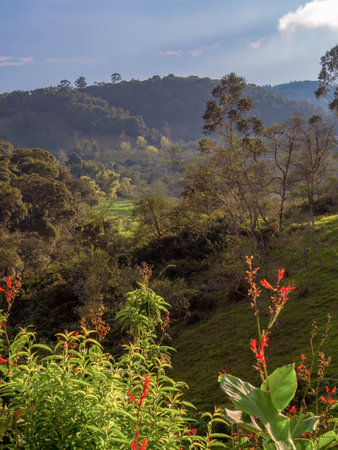 Landscape of the highlands in the eastern central Andean mountains of Colombia with some Indian shot plants and flowers on front.の写真素材