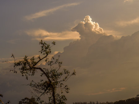 An old alder tree against an overcast sunset in the eastern Andean mountains of central Colombia.の写真素材