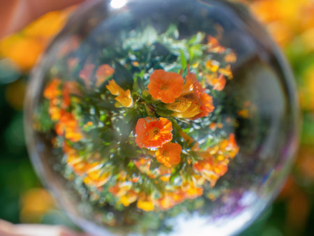 Macro photography of some marmalade flowers as seen trough a crystal ball, captured in a garden in...
