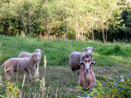 Two lambs, a sheep and a goat grazing near an alder forest at sunset, in a farm in the eastern Andean mountains of central Colombia.の写真素材