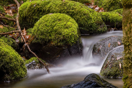Long-exposure photograph of the stream and mossy rocks of a creek in the hillside of the Iguaque mountain, in the eastern central Andes of Colombia.の写真素材