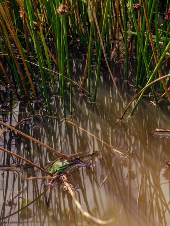 View of a green dotted treefrog  sitting on a twig, in the middle of a pond with straws, in a farm...