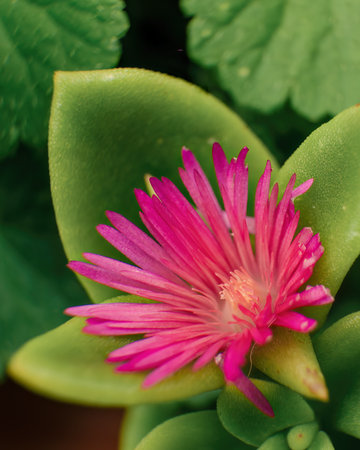 Extreme macro photography of an exotic baby sun rose flower and some leaves, captured in a garden near the colonial town f Villa de Leyva, in central Colombia.の写真素材