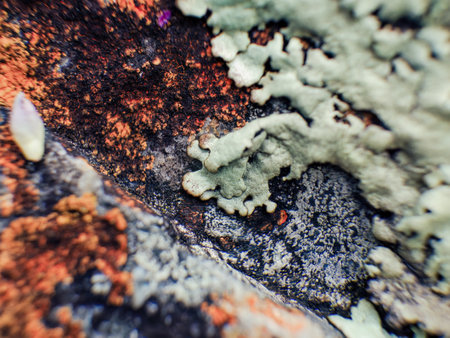 Extreme macro photography of crustose and foliose lichen on a stone, captured in a farm near the colonial town of Villa de Leyva in central Colombia.の写真素材