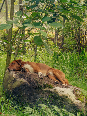 A brown and white mongrel dog rests comfortably on a rock covered in moss, in a farm near the...
