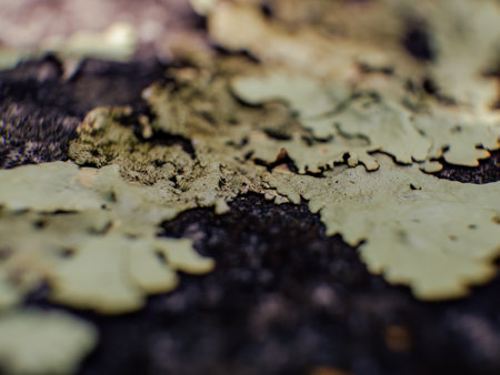 Extreme macro photography of foliose lichen growing on a rock, captured in a forest near the colonial town of Villa de Leyva, in central Colombia.の写真素材
