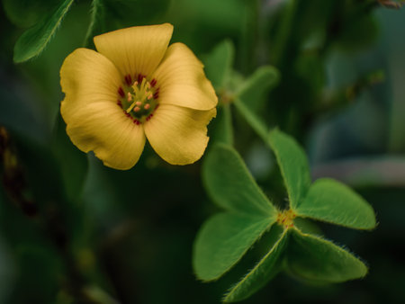 Macro photography of a common yellow wood-sorrel flower, captured in a field near the colonial town of Villa de Leyva, in central Colombia.の写真素材