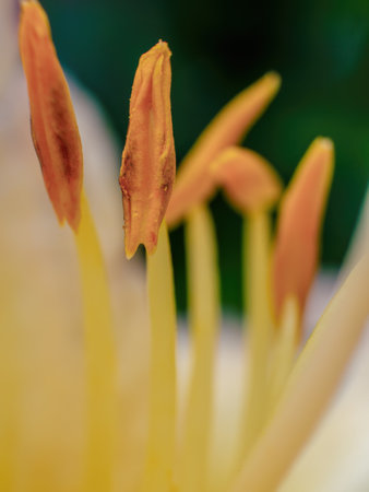 Extreme macro photography of the pistils of a yellow lily, captured early in the morning in a garden in the eastern Andean mountains of central Colombia.の写真素材