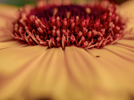 Extreme macro photography of the disc florets of a pot marigold flower , captured early in the morning in a garden in the eastern Andean mountains of central Colombia.の写真素材