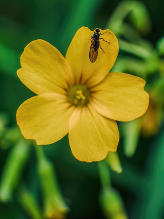 Macro photography of a tiny black hoverfly on common yellow wood-sorrel flower, captured in a forest...