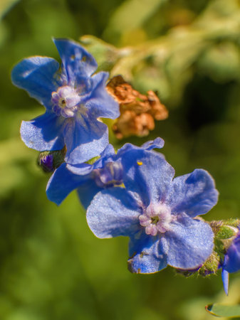 Macro photography of forget-me-not flowers illuminated by the morning sun, captured in a garden near the colonial town of Villa de Leyva in central Colombia.の写真素材