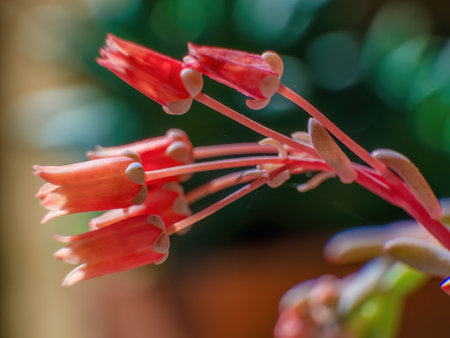 Macro photography of buds, captured in a garden near the colonial town of Villa de Leyva in central Colombia.の写真素材