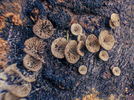 Macro photography of the gills of a colony of tiny fungus growing on a burned log, with some dew drops, captured in a farm near the colonial town of Villa de Leyva.の写真素材