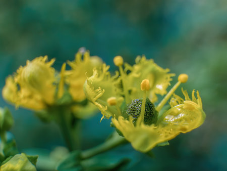 Macro photography of a cluster of rue flowers and buds, captured in a garden near the colonial town of Villa de Leyva in central Colombia.の写真素材
