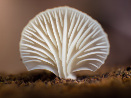 Extreme macro photography of  the gills of a small peeling oysterling  fungi growing on a rotten log, captured in a farm near the colonial town of Villa de Leyva, in central Colombia.の写真素材