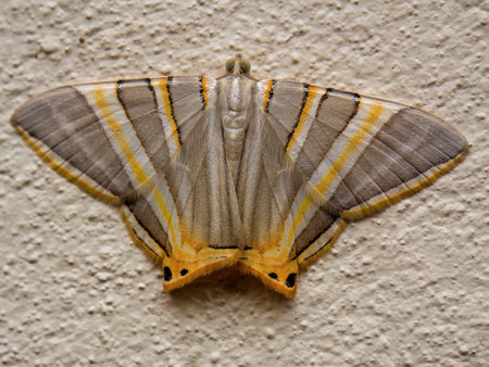 Macro photography of an exotic phrygionis platinata moth on a wall, in a farm near the colonial town of Villa de Leyva in central Colombia.の写真素材
