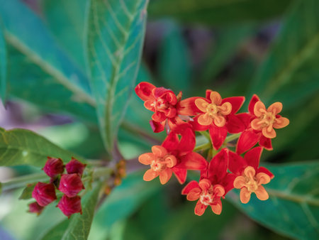 Top view macro photography of a cluster of tropical milkweed flowers, captured in a garden in the eastern Andean mountains of central Colombia.の写真素材