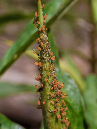 Macro photography of  a multitude of yellow oleander aphids feeding on a wild plant, in a farm near the colonial town of Villa de Leyva in central Colombia.の写真素材