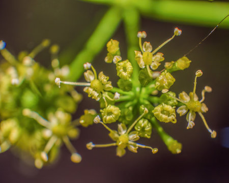 Macro photography of a cluster of parsley flowers and buds, captured in a garden near the colonial town of Villa de Leyva in central Colombia.の写真素材