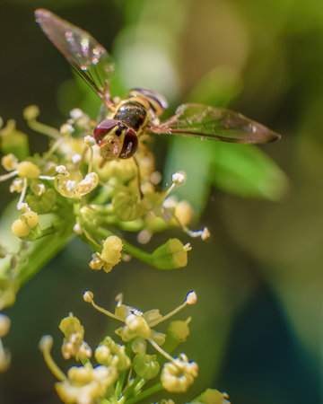 Macro photography of an unique hoverfly feeding on the flowers of a parsley plant, in a far near the...