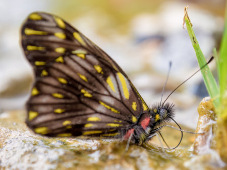 A male specimen of archonias butterfly drinks water from a rain puddle at the edge of a rural road, in the eastern Andean mountains of central Colombia.の写真素材