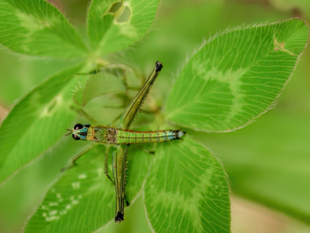 Macro photography from the top of a monkey grasshopper standing on a clover  leaf, in a forest in the eastern Andean mountains of central Colombia.の写真素材