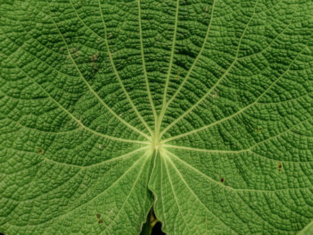Macro photography of a piper peltatum leaf and radial veins, captured in a forest in the eastern Andean mountains of central Colombia.の写真素材