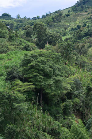 aerial view of a dense rainforest in the Colombian mountains, Colombian coffee zoneの写真素材