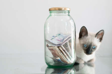 small cat (siamese) next to piggy bank. glass jar with banknotes, savings and personal finances. White background. economy concept. veterinary conceptの写真素材