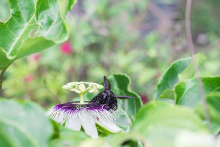 black bumblebee pollinating, bombus atratus, pauloensis, black manganga or paramo bumblebee (abejorro negro), flower pollination in passion fruit cultivation. lives mainly in South Americaの写真素材