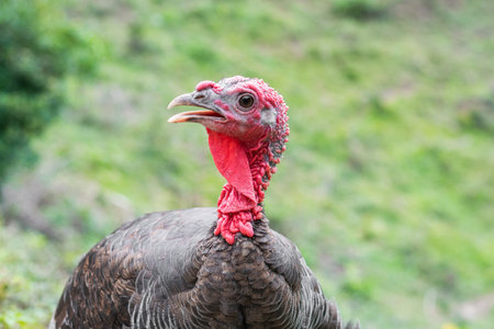large bird posing and looking at the camera. large bird with a red head and neck. food concept