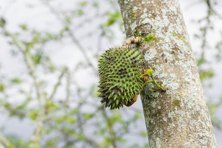 Annona muricata, soursop (guanÃ¡bana) hanging from the tree with mite infestation. black spots on the skin of the fruitの写真素材