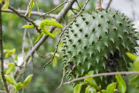 Annona muricata, soursop (guanÃ¡bana) hanging from the tree with mite infestation. black spots on the skin of the fruitの写真素材