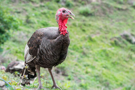 large bird posing and looking at the camera. large bird with a red head and neck. food conceptの写真素材