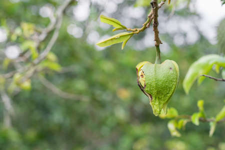 Annona muricata, infected (diseased) soursop flower