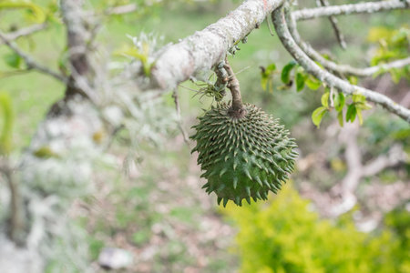 Annona muricata, soursop (guanÃ¡bana) hanging from the tree with mite infestation. black spots on the skin of the fruitの写真素材