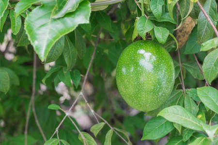 Passiflora edulis (maracuya), Central American and South American exotic fruit hanging on tree, in state of maturationの写真素材