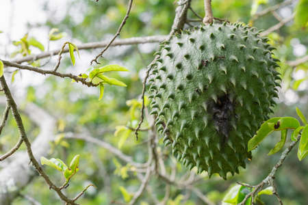 Annona muricata, soursop (guanÃ¡bana) hanging from the tree with mite infestation. black spots on the skin of the fruitの写真素材