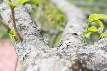 Bark of soursop tree (Annona muricata) with moss or lichen running along its branches. soursop cultivation in Colombia. diseased fruit tree.の写真素材