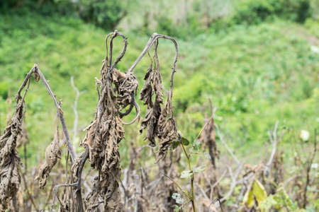 Solanum quitoense, lulo plant dried or killed by high heat temperature, in the middle of a pastureの写真素材