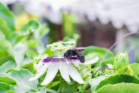 bombus atratus, pauloensis, black manganga or paramo bumblebee (abejorro negro), flower pollination in passion fruit cultivation. lives mainly in South America, side photoの写真素材