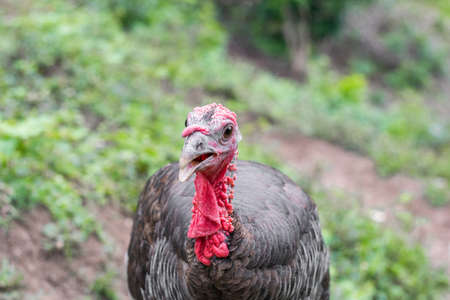 large bird posing and looking at the camera. large bird with a red head and neck. food conceptの写真素材