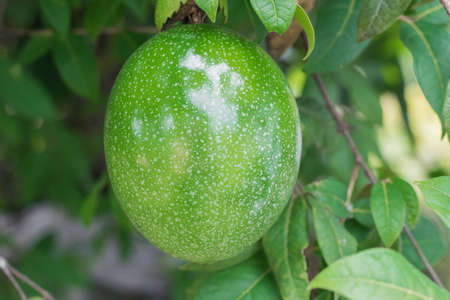 Passiflora edulis (maracuya), Central American and South American exotic fruit hanging on tree, in state of maturationの写真素材