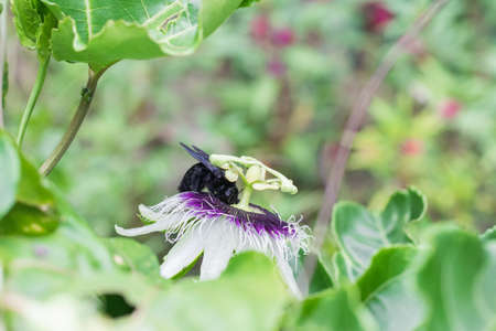 black bumblebee pollinating, bombus atratus, pauloensis, black manganga or paramo bumblebee (abejorro negro), flower pollination in passion fruit cultivation. lives mainly in South Americaの写真素材