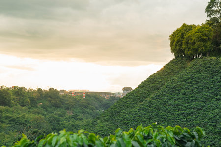 landscape of the Colombian coffee region, seen from a plantation or cultivation of Arabica coffee (Coffea) in the coffee triangle near the city of Pereira, Risaralda Colombia. concept of agriculture.の写真素材